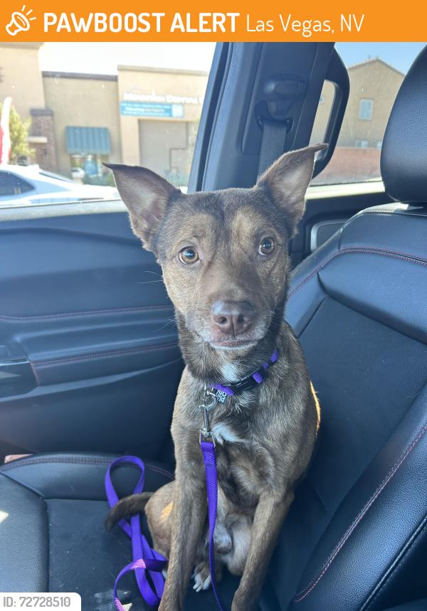 Found/Stray Male Dog last seen Near South El Capitan Way Las Vegas, NV 89178 United States, Las Vegas, NV 89148