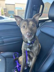 Found/Stray Male Dog last seen Near South El Capitan Way Las Vegas, NV 89178 United States, Las Vegas, NV 89148
