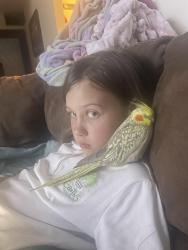 Lost Female Bird last seen Erbes rd and Pederson Rd, Thousand Oaks, CA 91362