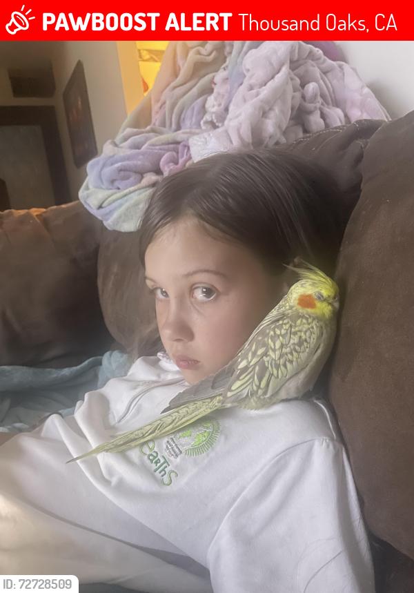 Lost Female Bird last seen Erbes rd and Pederson Rd, Thousand Oaks, CA 91362