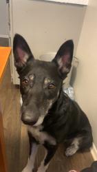 Lost Female Dog last seen Glen Rose Park Apts, Hurst, TX 76053