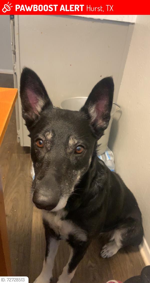 Lost Female Dog last seen Glen Rose Park Apts, Hurst, TX 76053