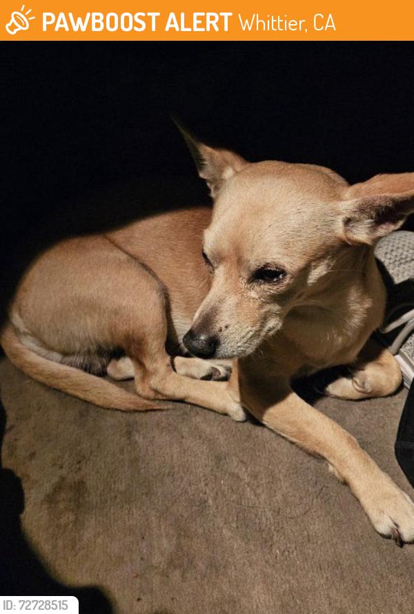 Found/Stray Male Dog last seen Imperial hwy and valley view , Whittier, CA 90604