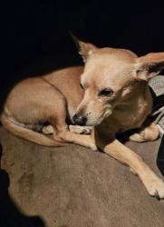 Found/Stray Male Dog last seen Imperial hwy and valley view , Whittier, CA 90604