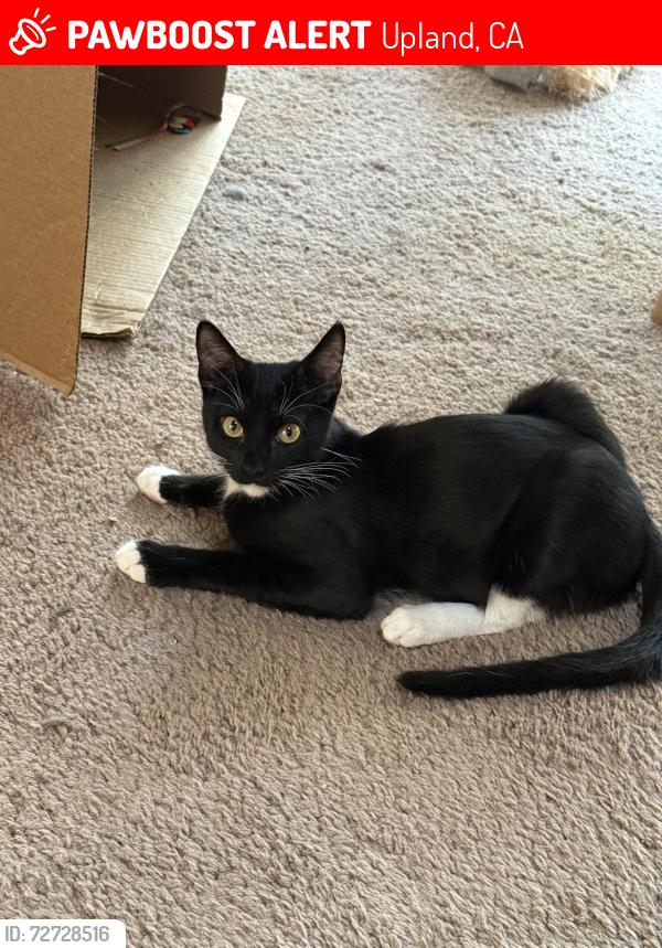 Lost Male Cat last seen Forman st and 25th st, Upland, CA 91784