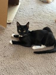 Lost Male Cat last seen Forman st and 25th st, Upland, CA 91784