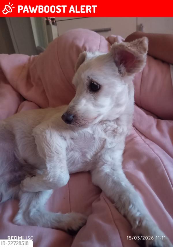 Lost Male Dog last seen Avenida Mendonça Drummond, Jardim Maringa, SP 03524-030