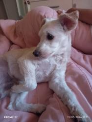 Lost Male Dog last seen Avenida Mendonça Drummond, Jardim Maringa, SP 03524-030