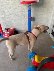 Lost Male Dog last seen Star Valley , Tucson, AZ 85757