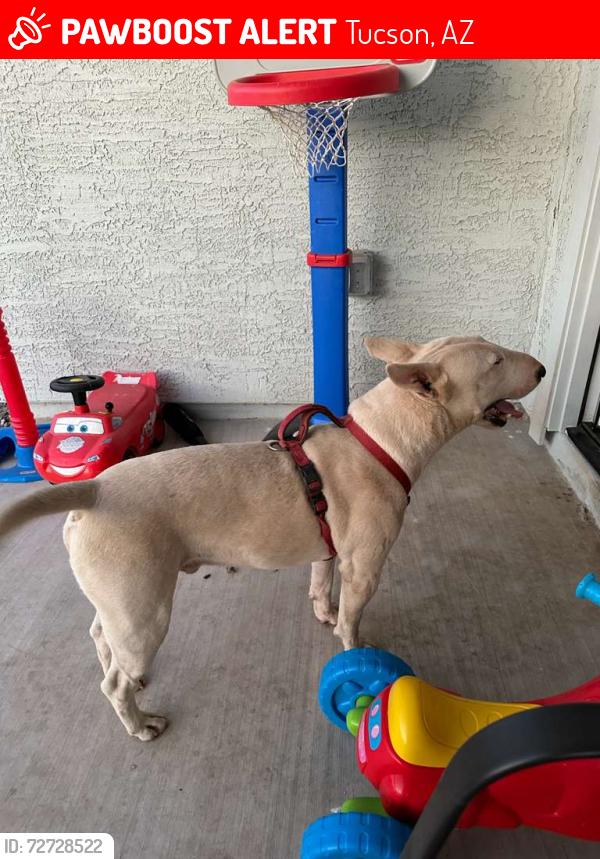 Lost Male Dog last seen Star Valley , Tucson, AZ 85757