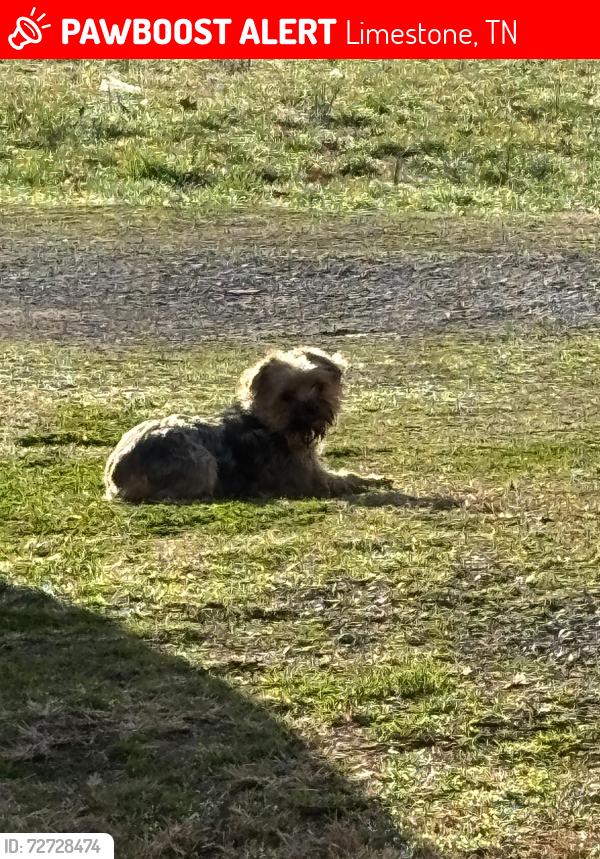 Lost Female Dog last seen Old State Route 34 near the Limestone Volunteer Fire Department , Limestone, TN 37681