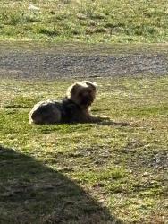 Lost Female Dog last seen Old State Route 34 near the Limestone Volunteer Fire Department , Limestone, TN 37681