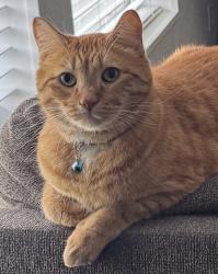 Lost Male Cat last seen Sanford St, Tenino, WA 98589