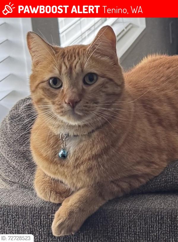 Lost Male Cat last seen Sanford St, Tenino, WA 98589