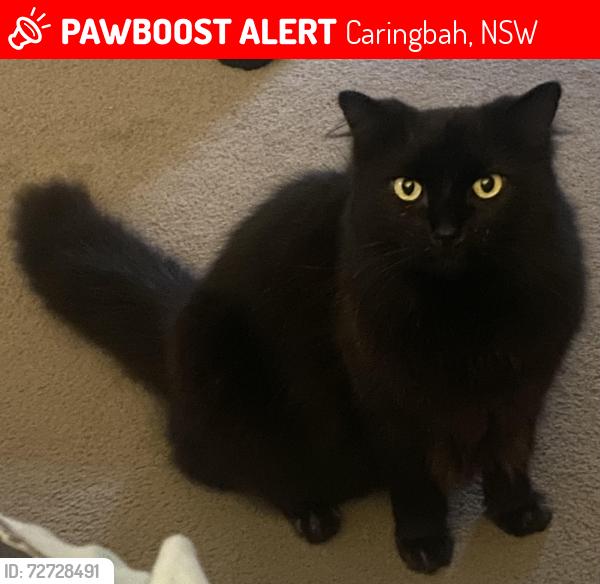 Lost Male Cat last seen Gannons Road Caringbah , Caringbah, NSW 2229
