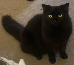 Lost Male Cat last seen Gannons Road Caringbah , Caringbah, NSW 2229