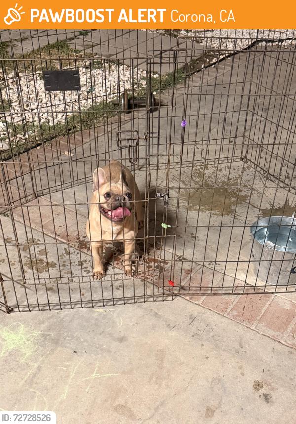 Found/Stray Female Dog last seen Casandra Lane & La Marillo Cir, Corona, CA 92879