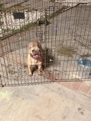 Found/Stray Female Dog last seen Casandra Lane & La Marillo Cir, Corona, CA 92879