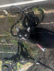 Found/Stray Female Cat last seen Belle Terrace/Baldwin, Bakersfield, CA 93304