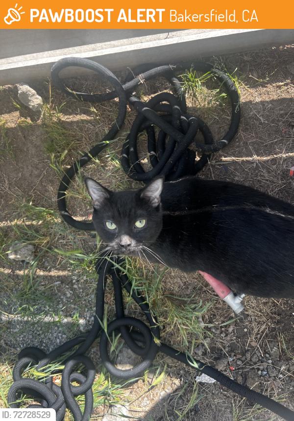 Found/Stray Female Cat last seen Belle Terrace/Baldwin, Bakersfield, CA 93304