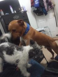 Lost Male Dog last seen Price Avenue & Holden , San Antonio, TX 78211