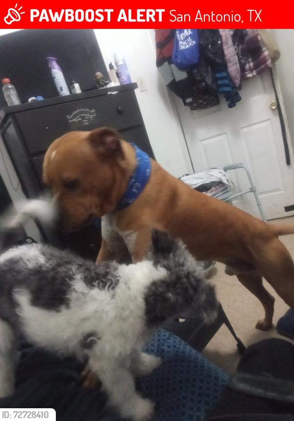 Lost Male Dog last seen Price Avenue & Holden , San Antonio, TX 78211