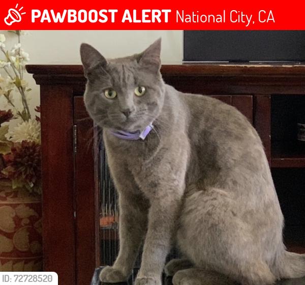 Lost Male Cat last seen Sweetwater High School, National City, CA 91950