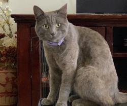 Lost Male Cat last seen Sweetwater High School, National City, CA 91950
