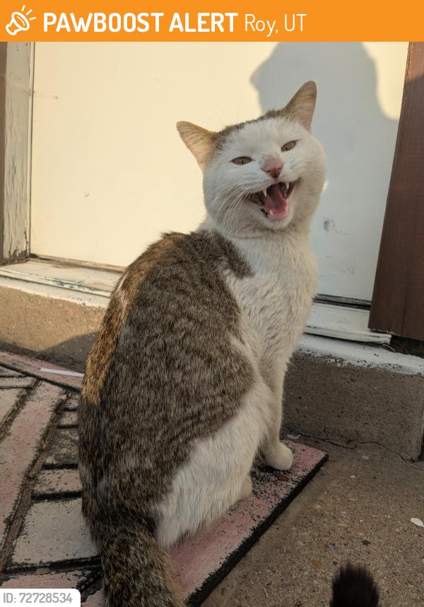 Found/Stray Male Cat last seen 6000s, Roy, UT 84067