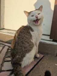 Found/Stray Male Cat last seen 6000s, Roy, UT 84067