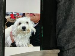 Found/Stray Female Dog last seen Kirsten Elementary near Robertson Road, Stanislaus County, CA 95351