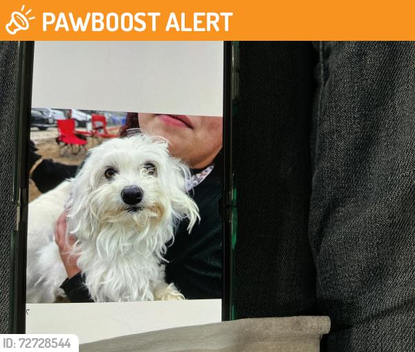 Found/Stray Female Dog last seen Kirsten Elementary near Robertson Road, Stanislaus County, CA 95351
