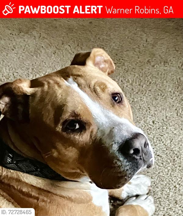 Lost Male Dog last seen Tracy terrace and palamino Lane, Warner Robins, GA 31088