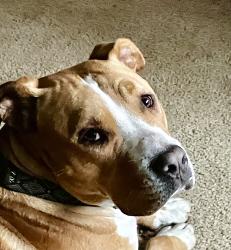 Lost Male Dog last seen Tracy terrace and palamino Lane, Warner Robins, GA 31088