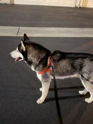 Found/Stray Unknown Dog last seen Pamela kay, Avocado Heights, CA 90601