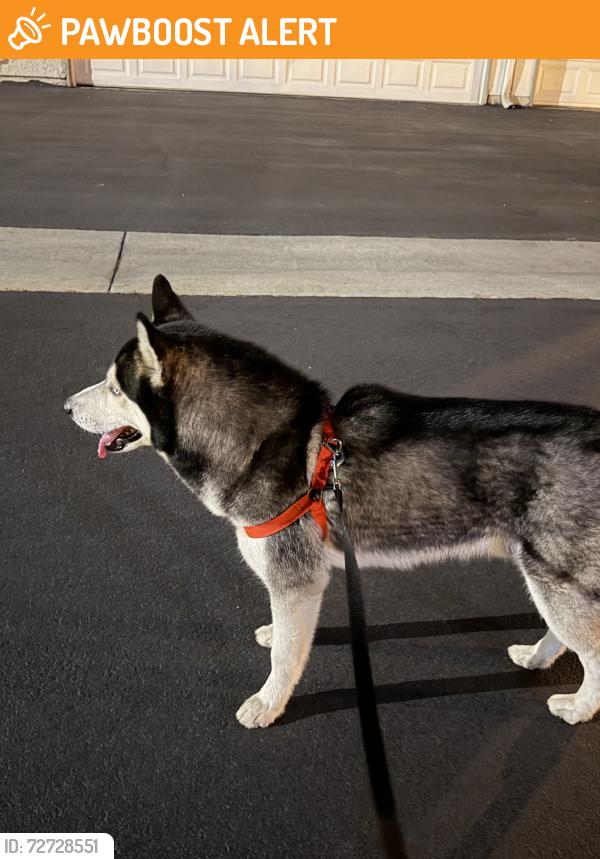 Found/Stray Unknown Dog last seen Pamela kay, Avocado Heights, CA 90601