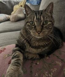 Lost Male Cat last seen Day Avenue, Ridgefield, NJ 07657