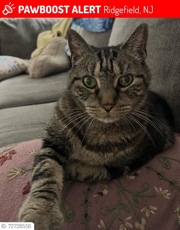 Lost Male Cat last seen Day Avenue, Ridgefield, NJ 07657