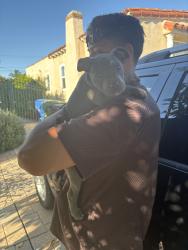 Found/Stray Male Dog last seen La brea ave and Hyde Park blvd, Inglewood, CA 90302