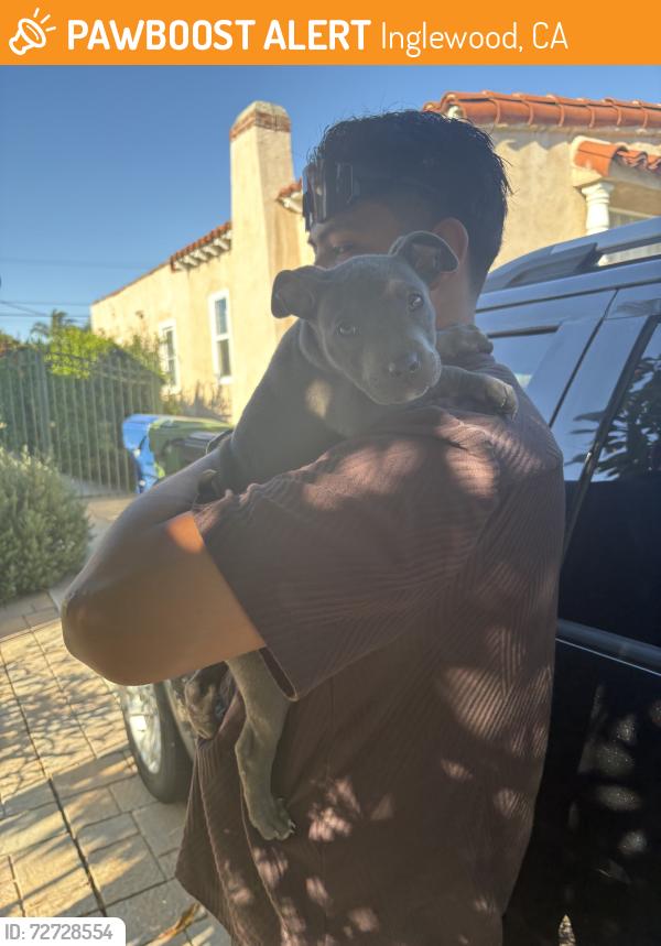 Found/Stray Male Dog last seen La brea ave and Hyde Park blvd, Inglewood, CA 90302
