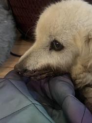 Found/Stray Unknown Dog last seen Entrado and TCB, Topanga, CA 90290