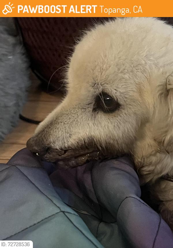 Found/Stray Unknown Dog last seen Entrado and TCB, Topanga, CA 90290