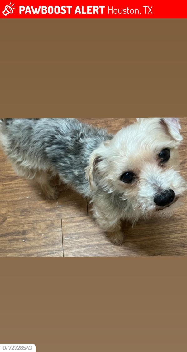 Lost Male Dog last seen Near Gulfton St near a grocery store called sellers bros and , Houston, TX 77081