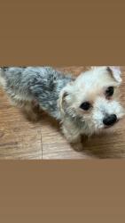 Lost Male Dog last seen Near Gulfton St near a grocery store called sellers bros and , Houston, TX 77081