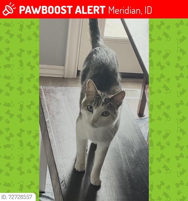 Lost Female Cat last seen Chinden and Linder , Meridian, ID 83646