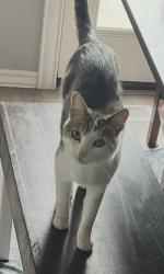Lost Female Cat last seen Chinden and Linder , Meridian, ID 83646