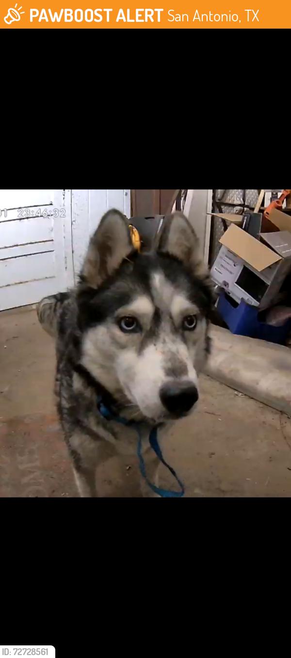 Found/Stray Female Dog last seen family dollar , San Antonio, TX 78242