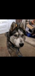 Found/Stray Female Dog last seen family dollar , San Antonio, TX 78242