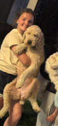 Lost Female Dog last seen Hey 71, Lebeau, LA 70589