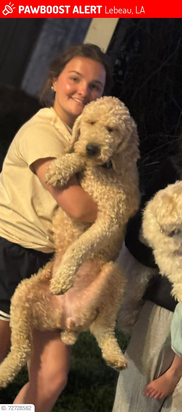 Lost Female Dog last seen Hey 71, Lebeau, LA 70589